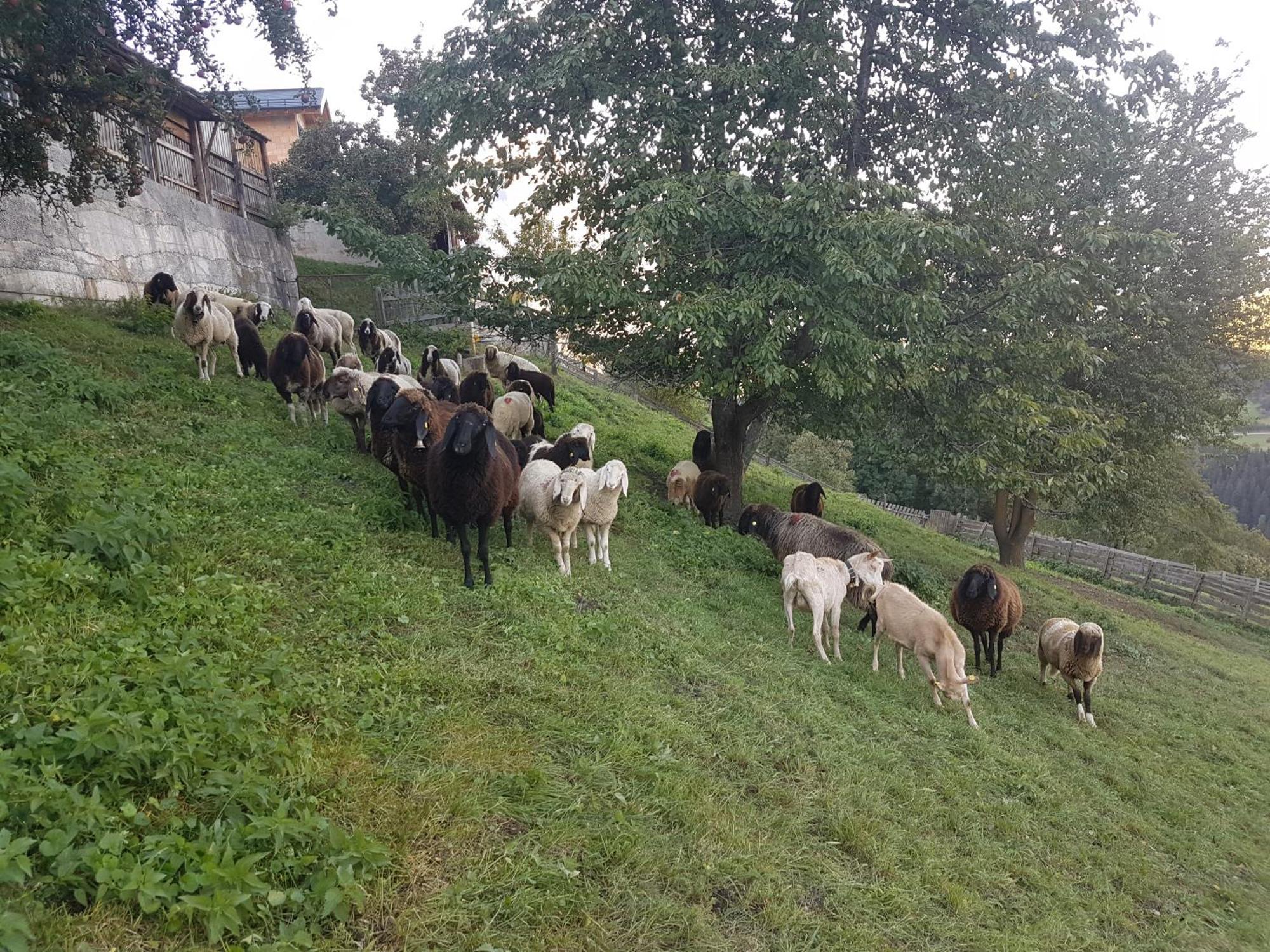 Apart Alpenzeit Arzl im Pitztal Dış mekan fotoğraf
